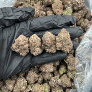 Black cherry gelato