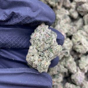 Exodus X cheese