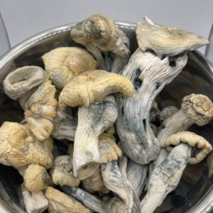 Shakti mushroom