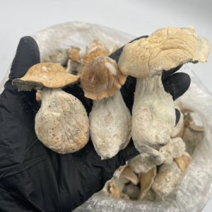Ape mushroom