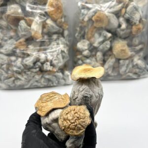 Magic mushroom