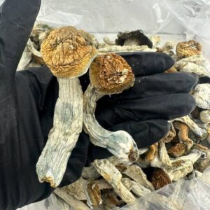Penis envy mushroom